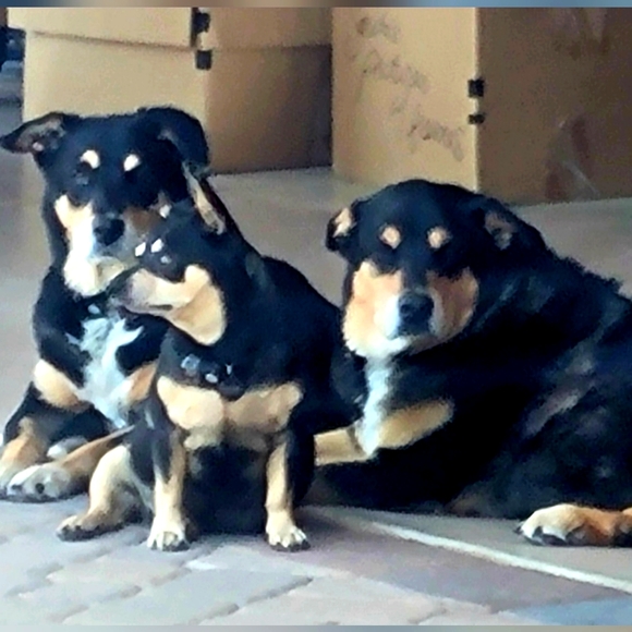 🌻💜Meet your Posher, BC🌻💜Posh Ambassador💜 - Picture 2 of 3